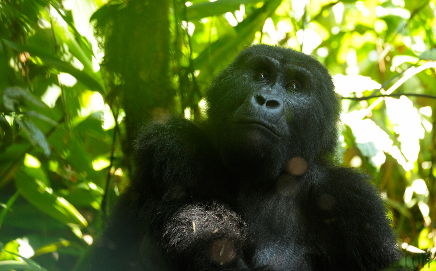 Gorilla beringei beringei [400 mm, 1/100 sec at f / 5.6, ISO 1600]